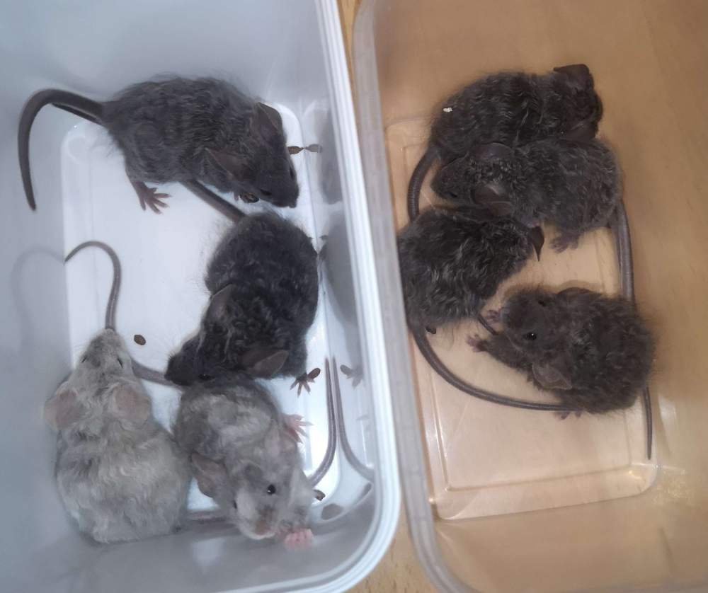 Fancy mouse Pet only Mus musculus 