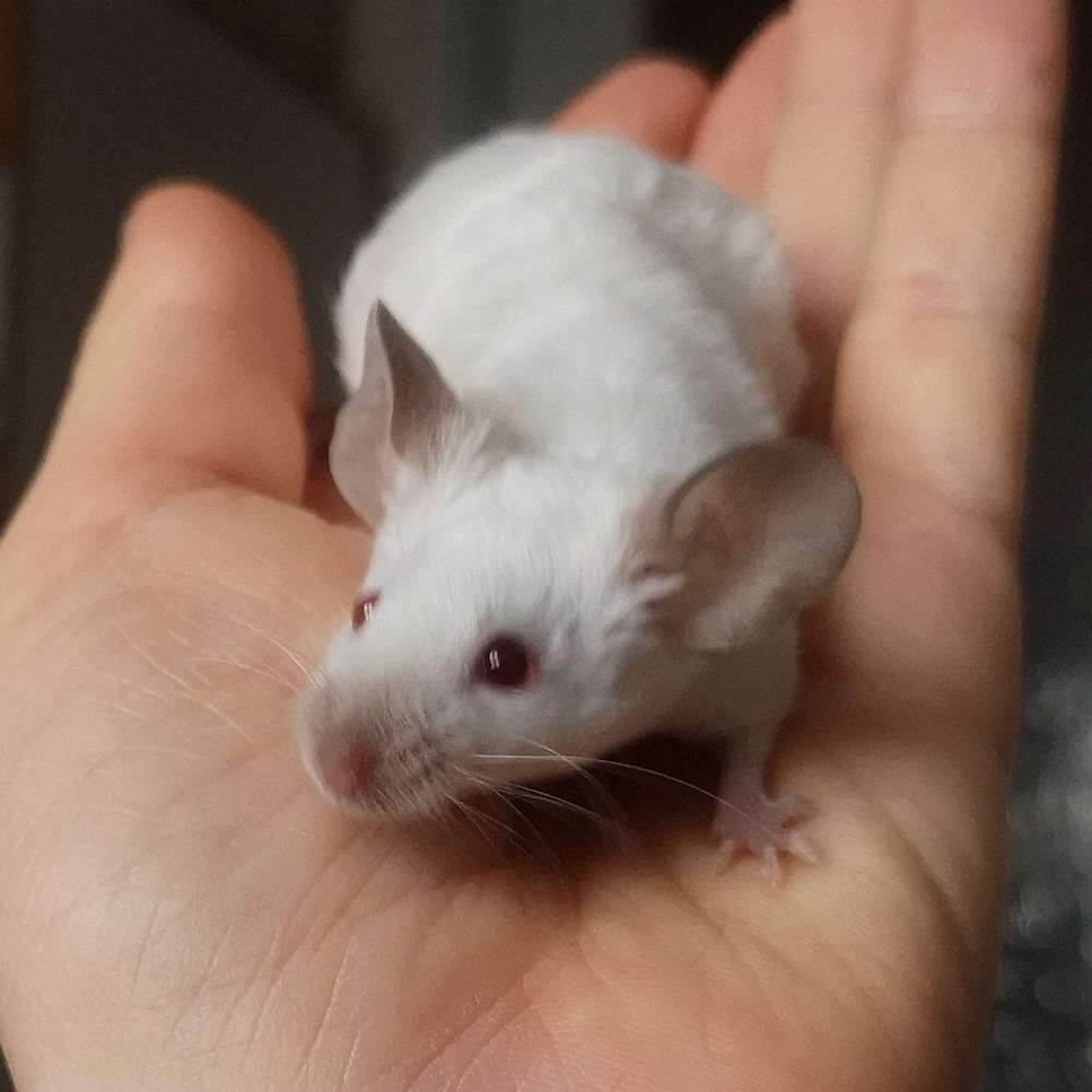 Fancy mouse Deceased Mus musculus 