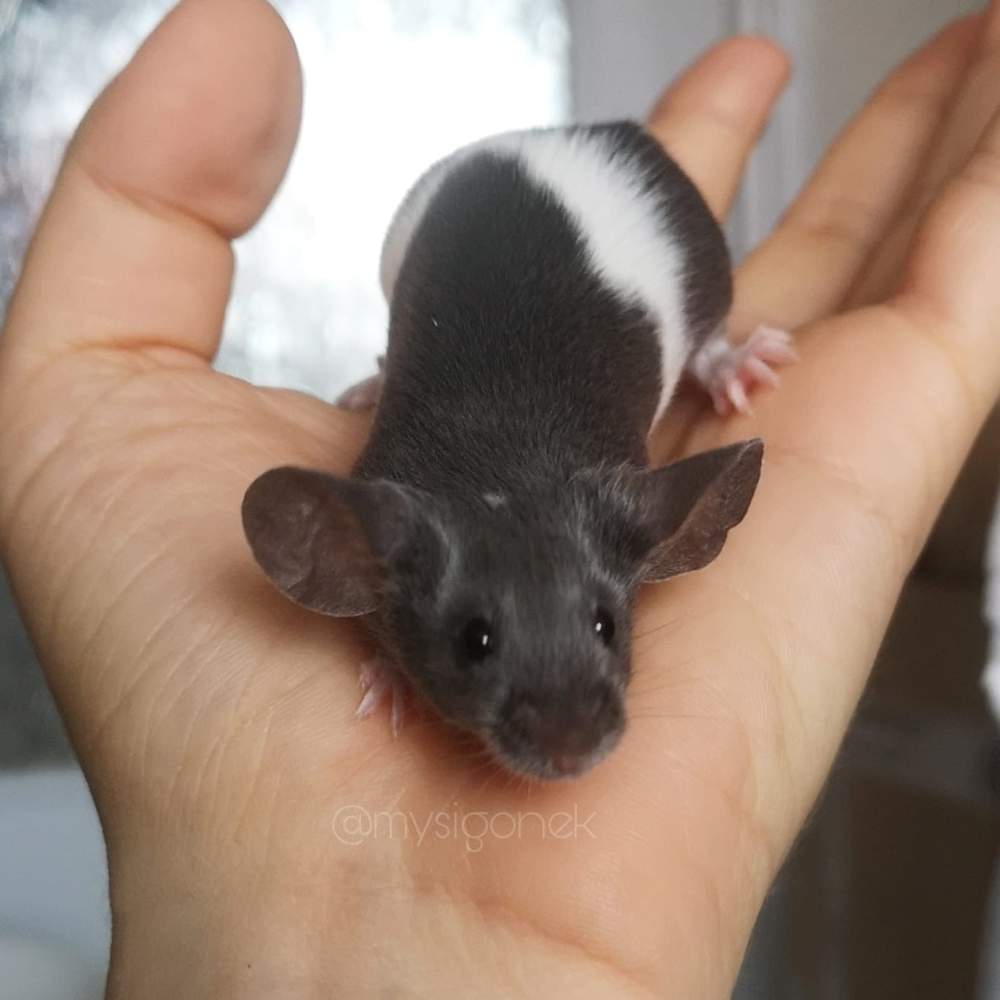 Fancy mouse Pet only Mus musculus 