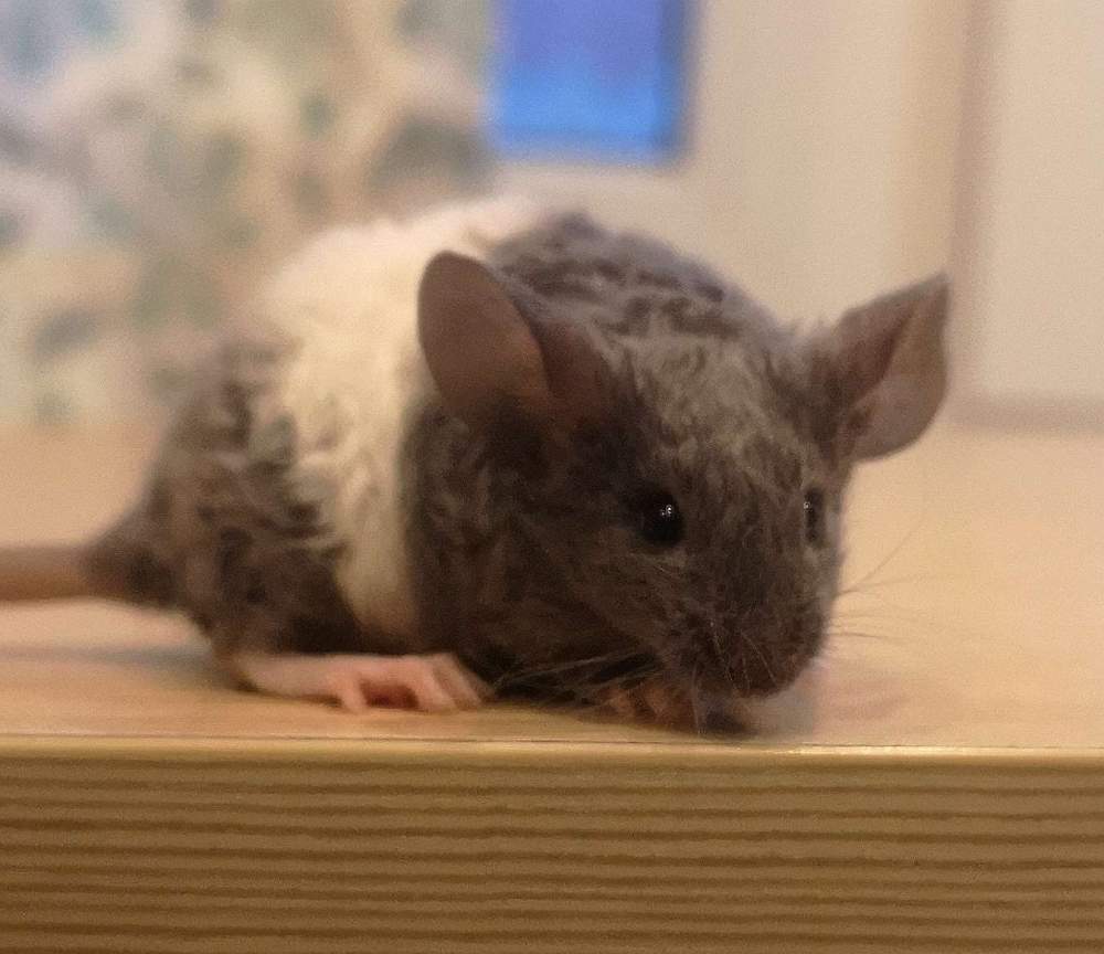 Fancy mouse Pet only Mus musculus 