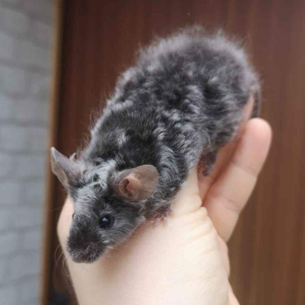 Fancy mouse Pet only Mus musculus 