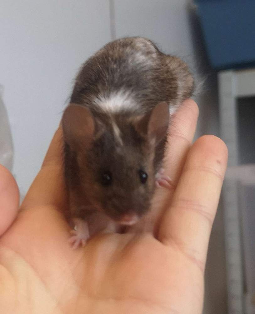 Fancy mouse Rehomed Mus musculus 