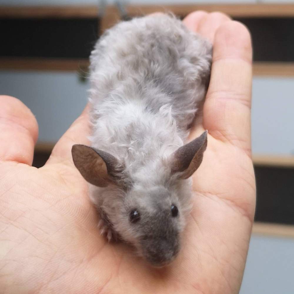 Fancy mouse Breeder Mus musculus 