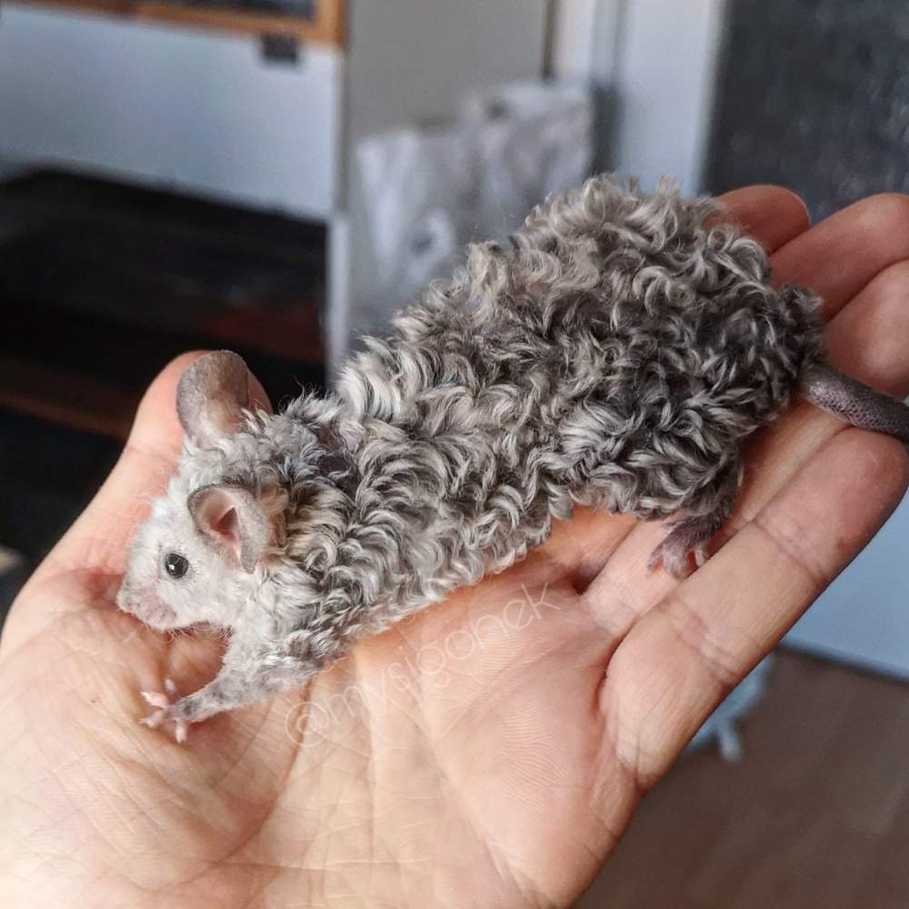 Fancy mouse Deceased Mus musculus 