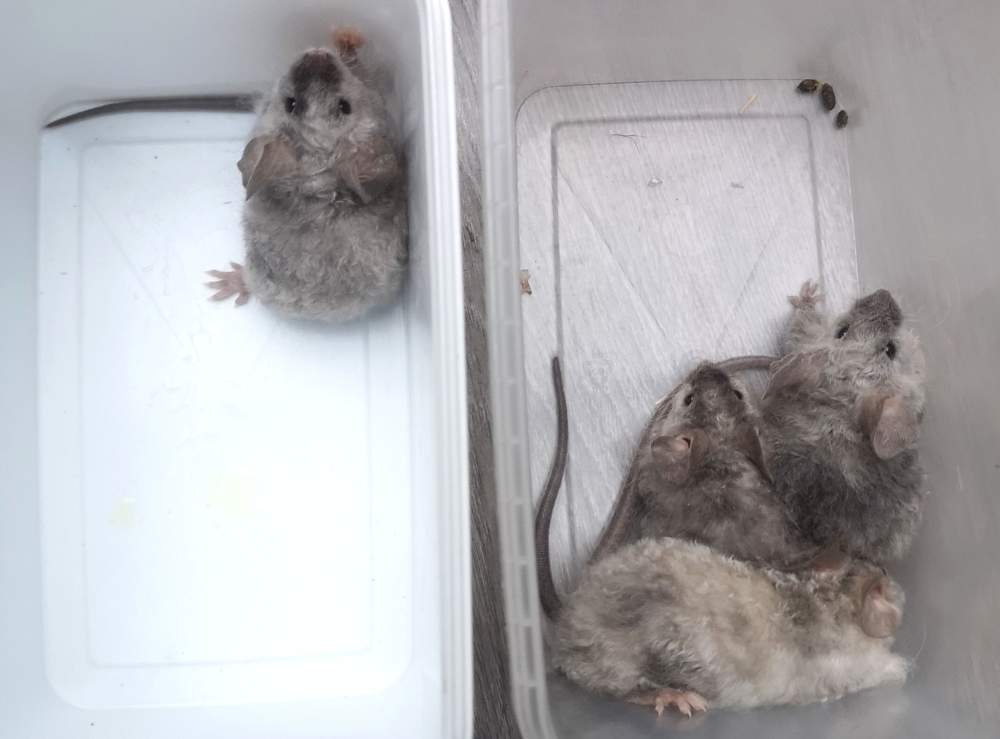 Fancy mouse Breeder Mus musculus 