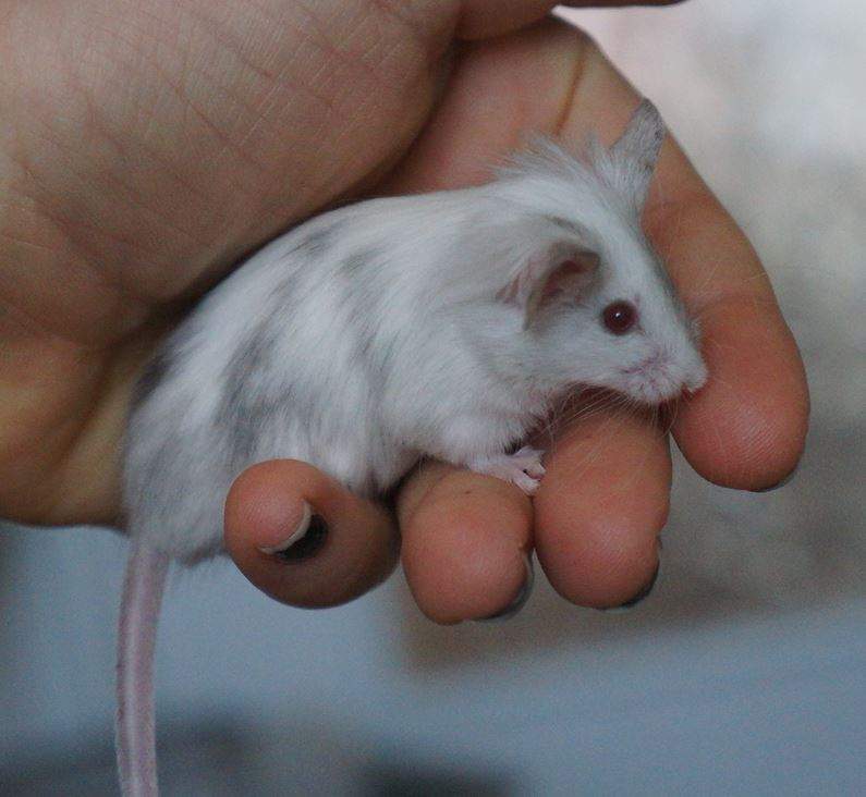 Fancy mouse Rehomed Mus musculus 