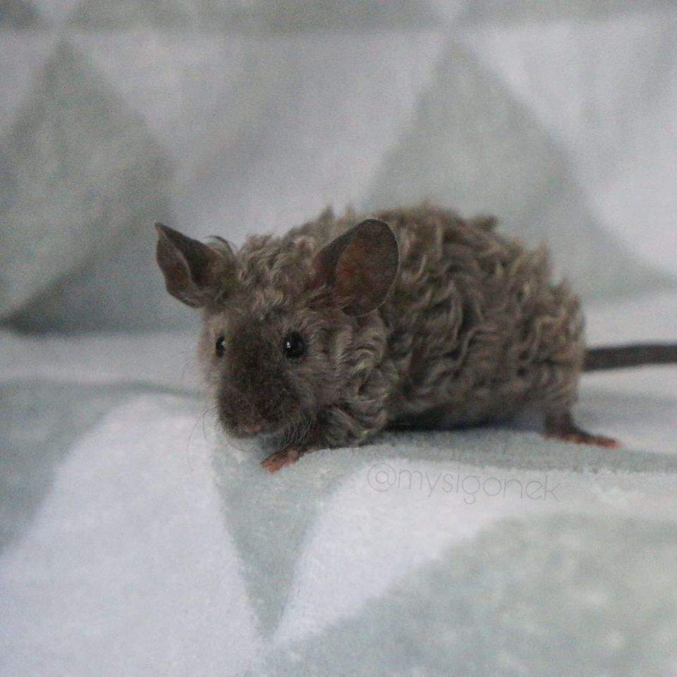 Fancy mouse Deceased Mus musculus 