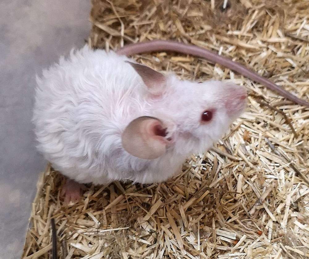 Fancy mouse Retired Mus musculus 