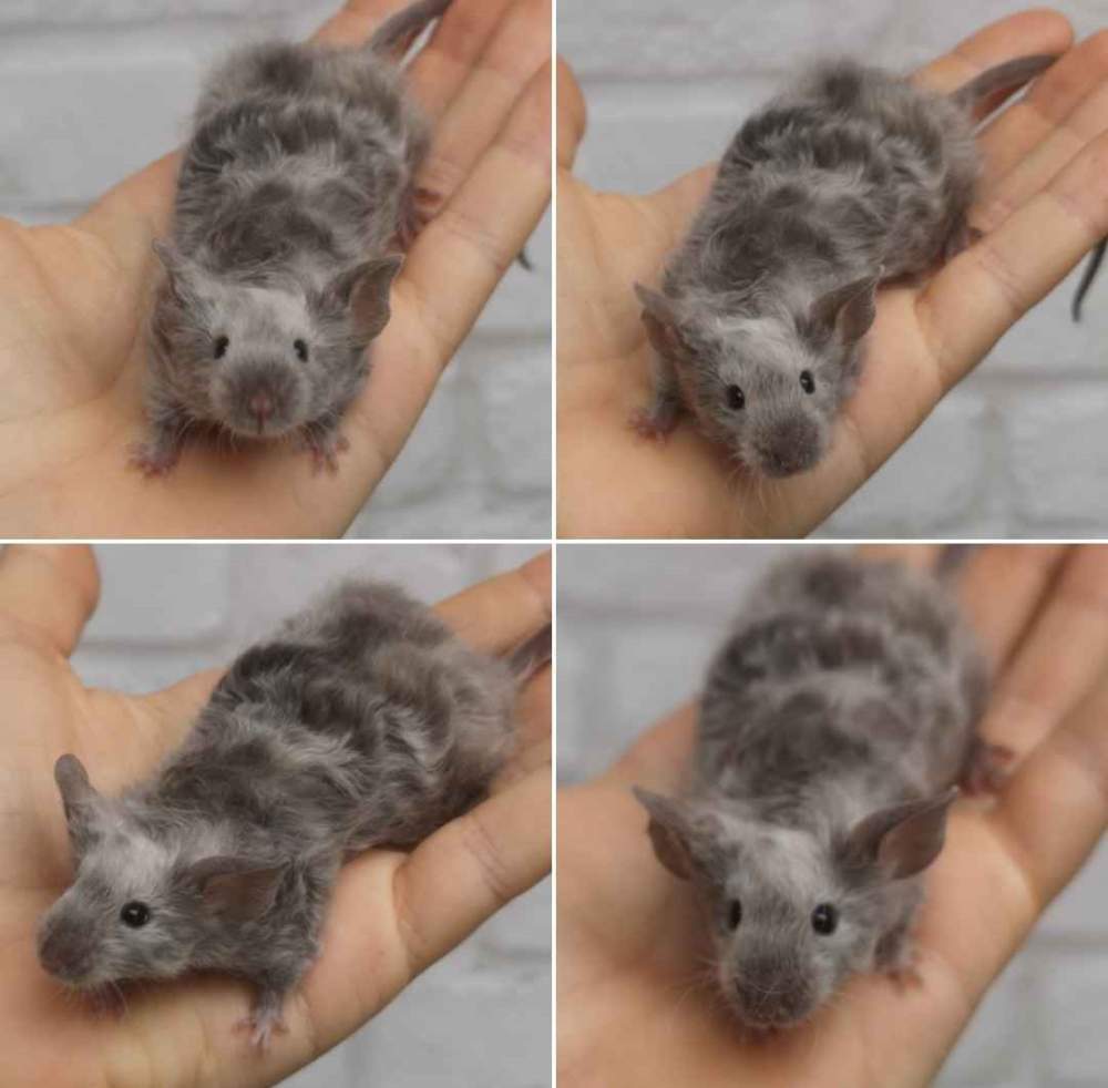 Fancy mouse Pet only Mus musculus 
