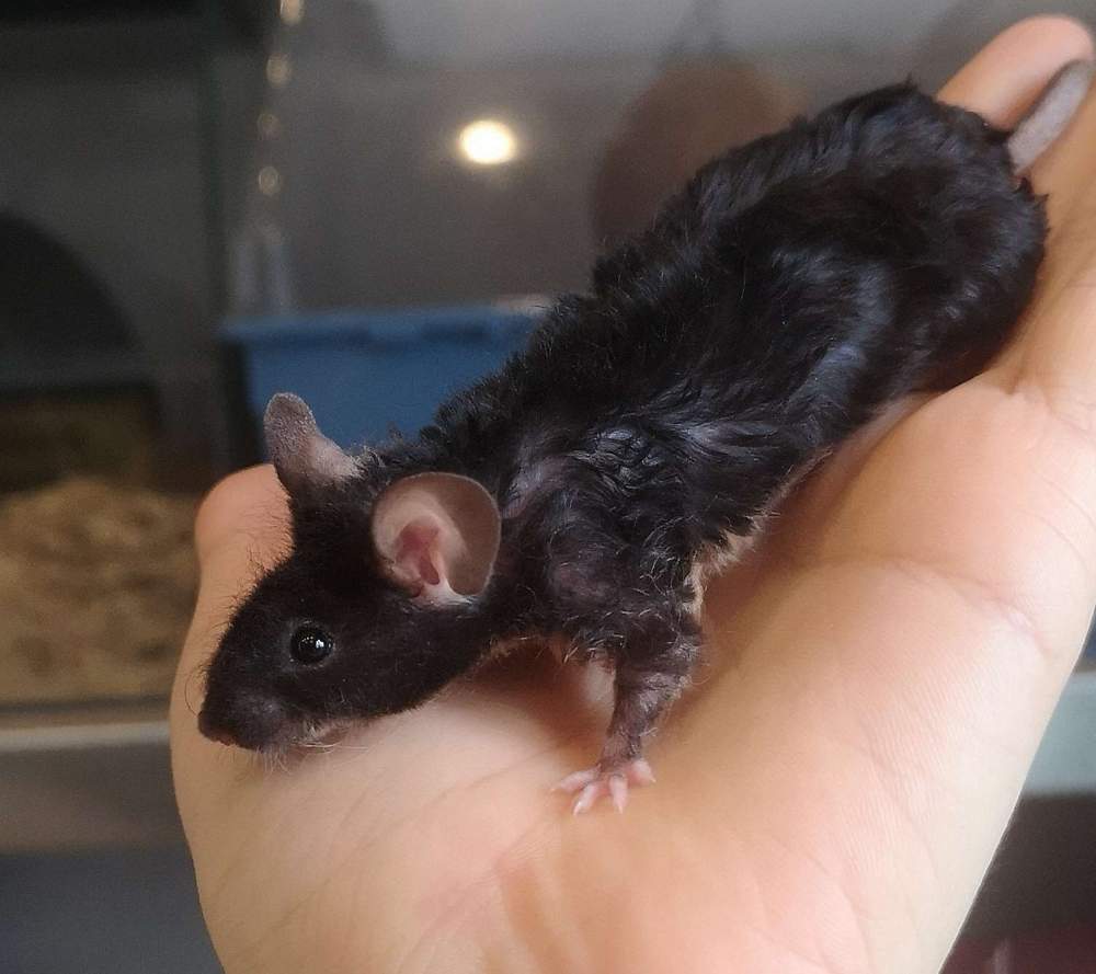 Fancy mouse Rehomed Mus musculus 