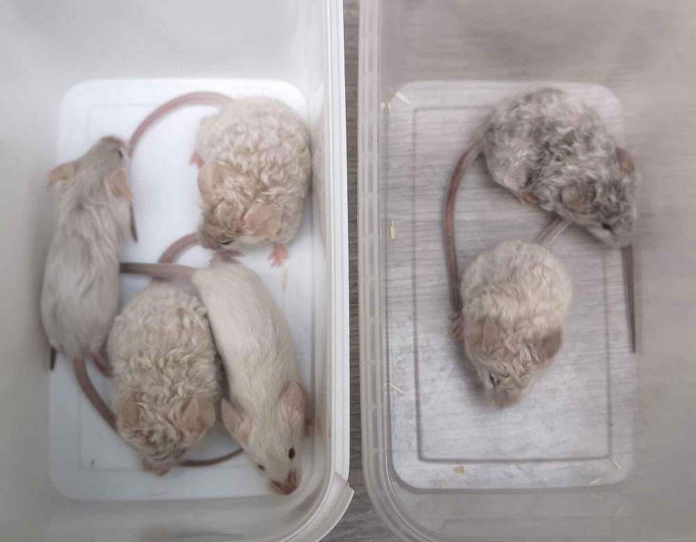 Fancy mouse Breeder Mus musculus 