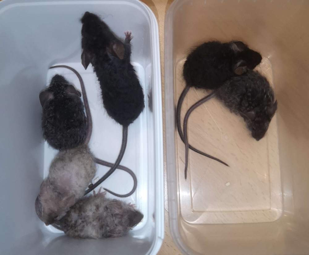 Fancy mouse Pet only Mus musculus 