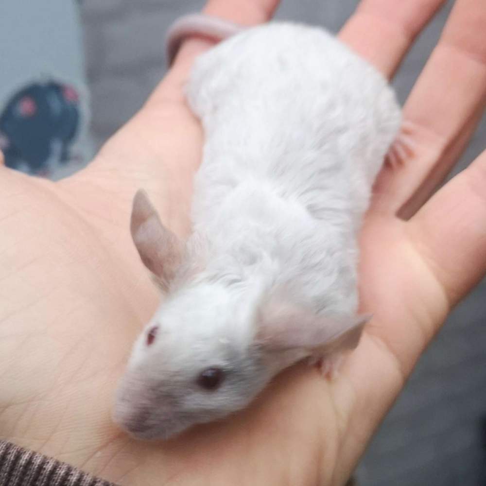 Fancy mouse Breeder Mus musculus 