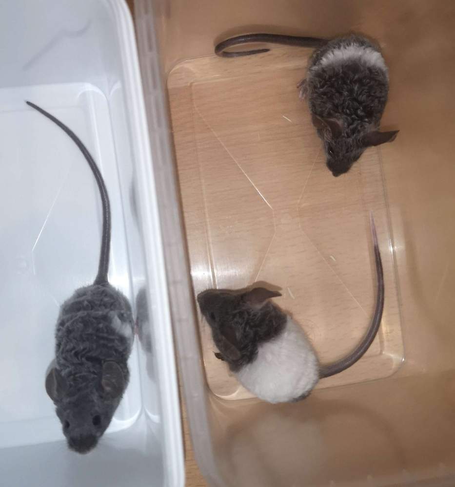 Fancy mouse Pet only Mus musculus 