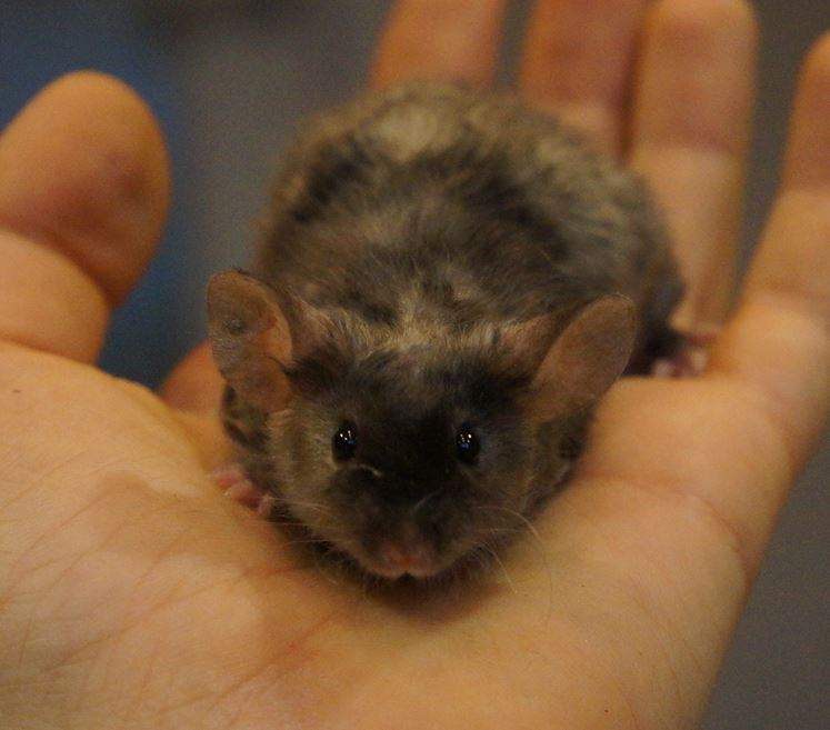 Fancy mouse Retired Mus musculus 