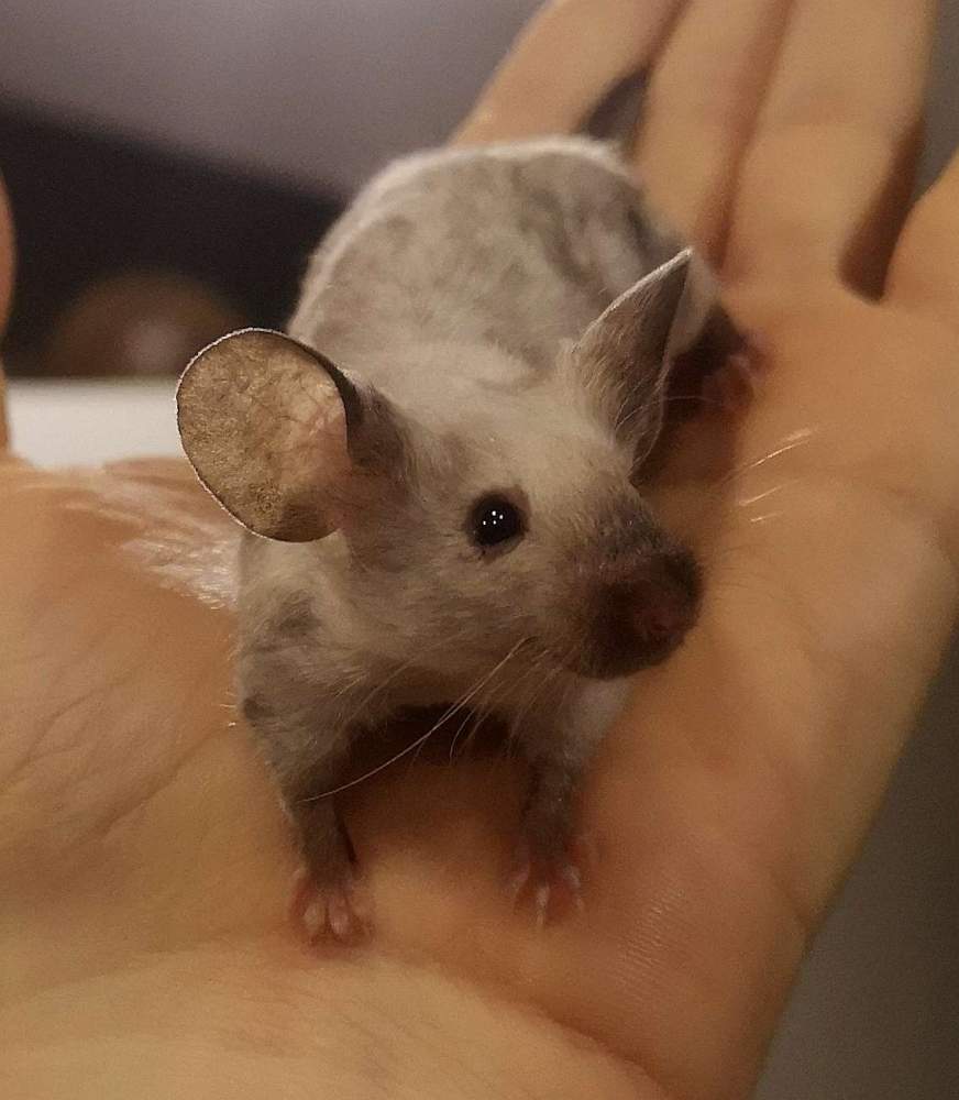 Fancy mouse Rehomed Mus musculus 