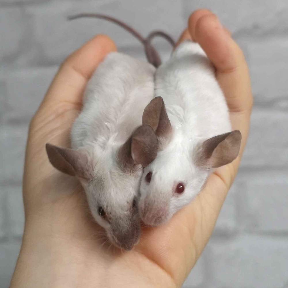 Fancy mouse Deceased Mus musculus 