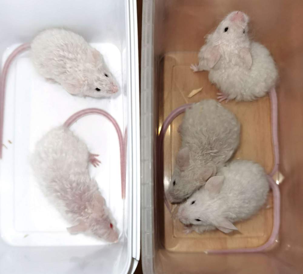 Fancy mouse Breeder Mus musculus 