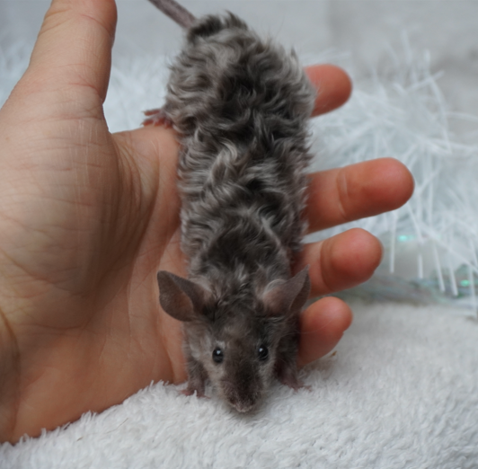 Fancy mouse Breeder Mus musculus 