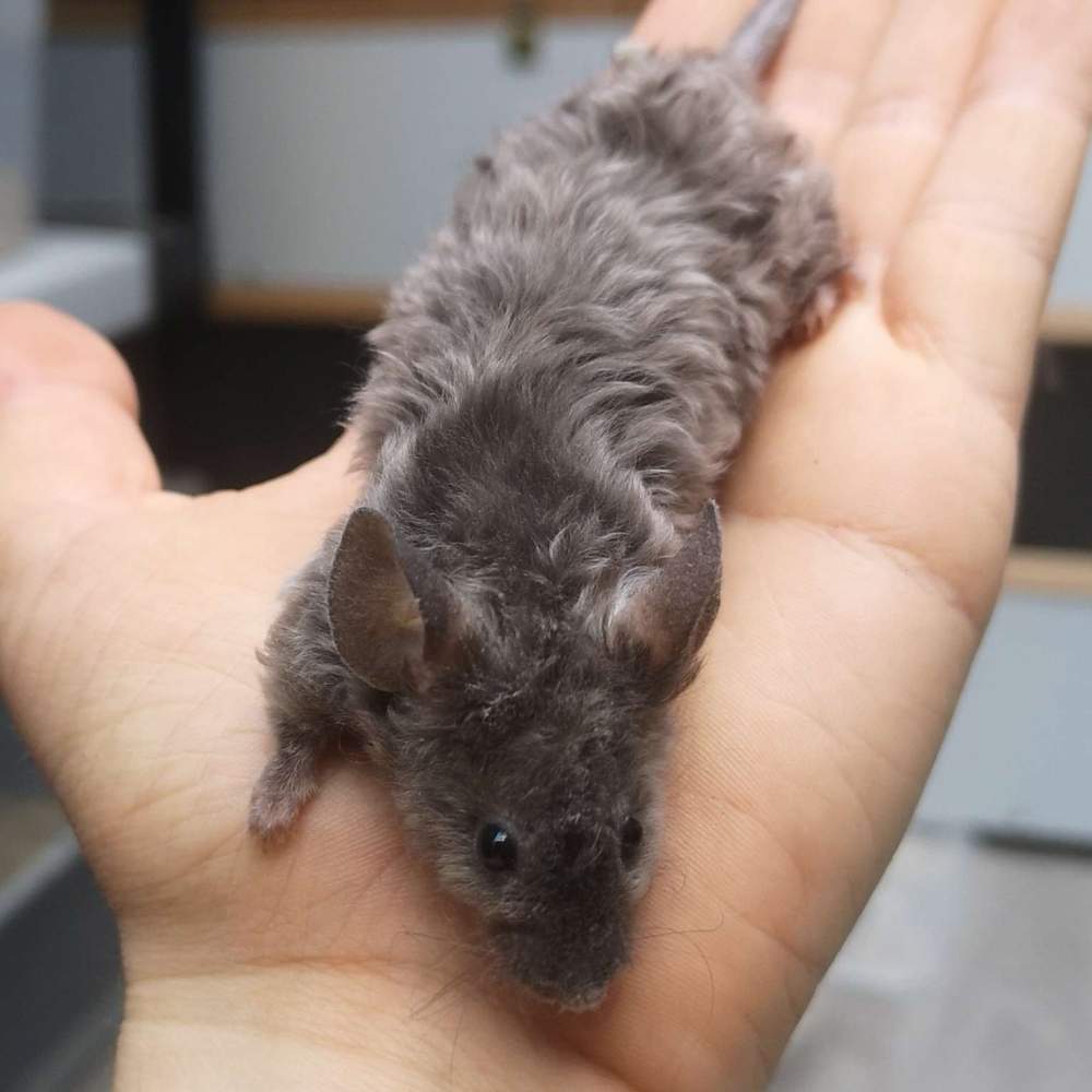 Fancy mouse Breeder Mus musculus 