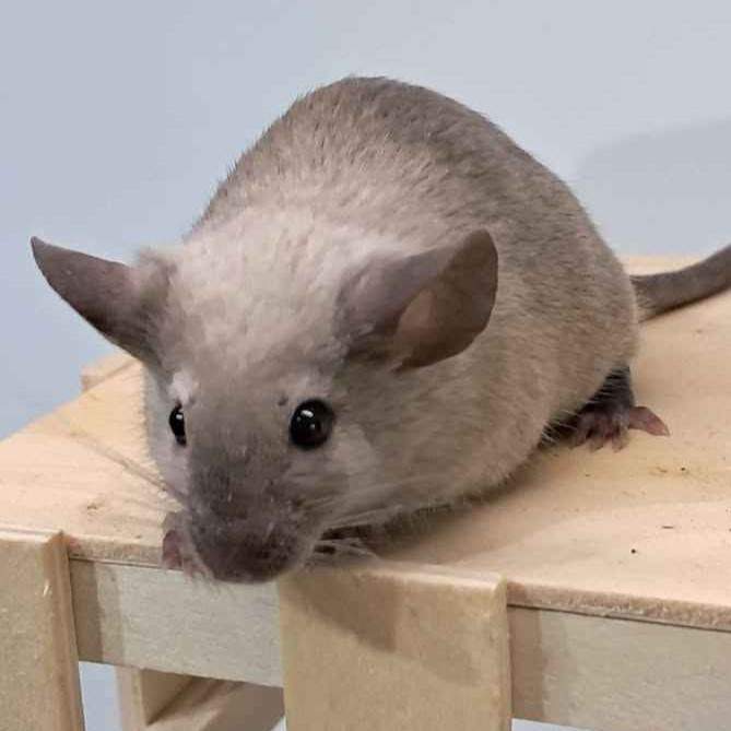 Fancy mouse Breeder Mus musculus 