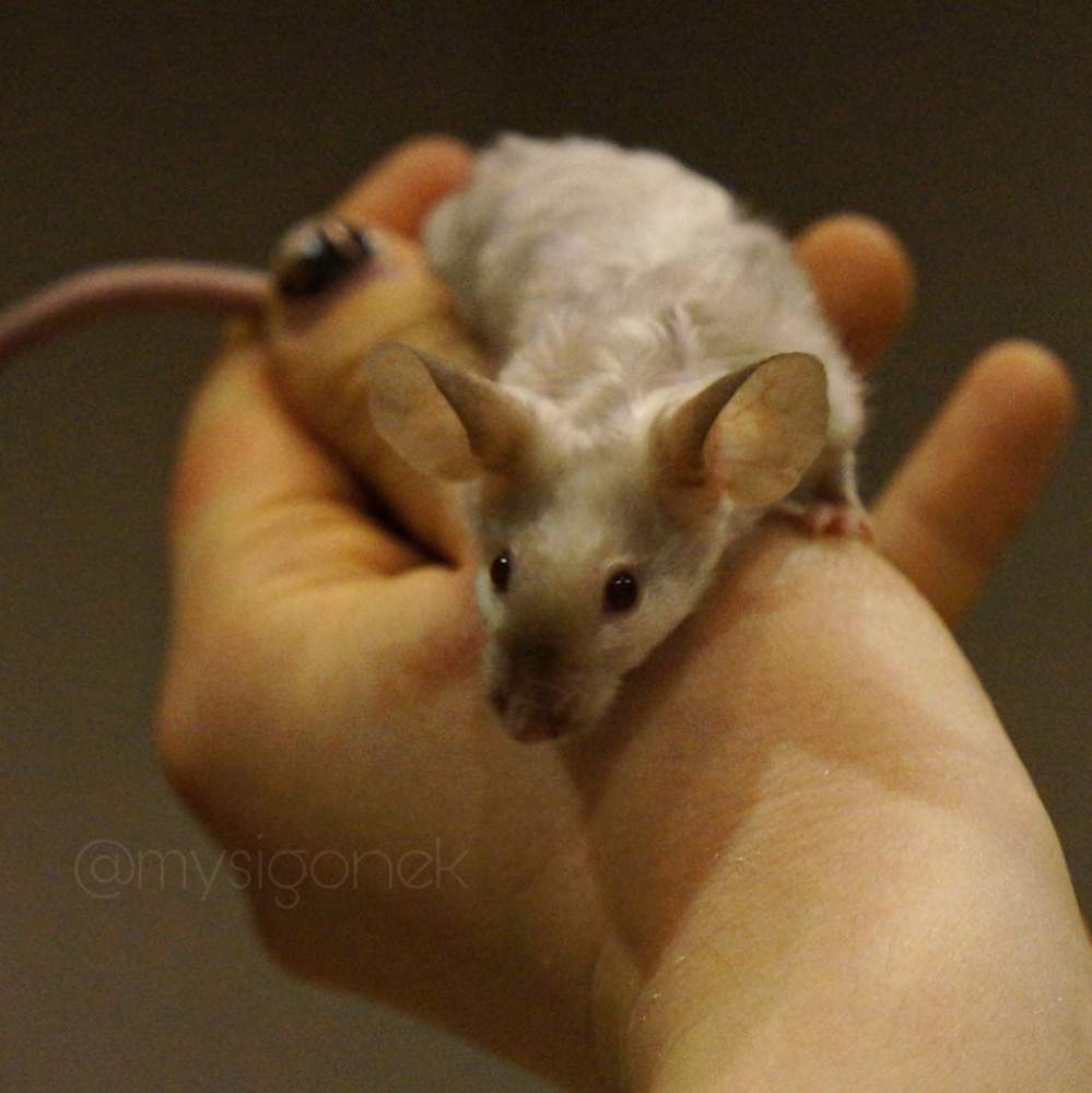 Fancy mouse Pet only Mus musculus 