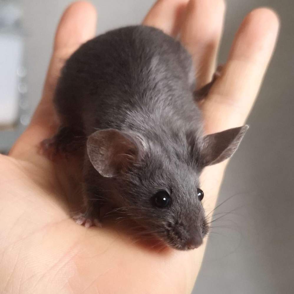Fancy mouse Deceased Mus musculus 