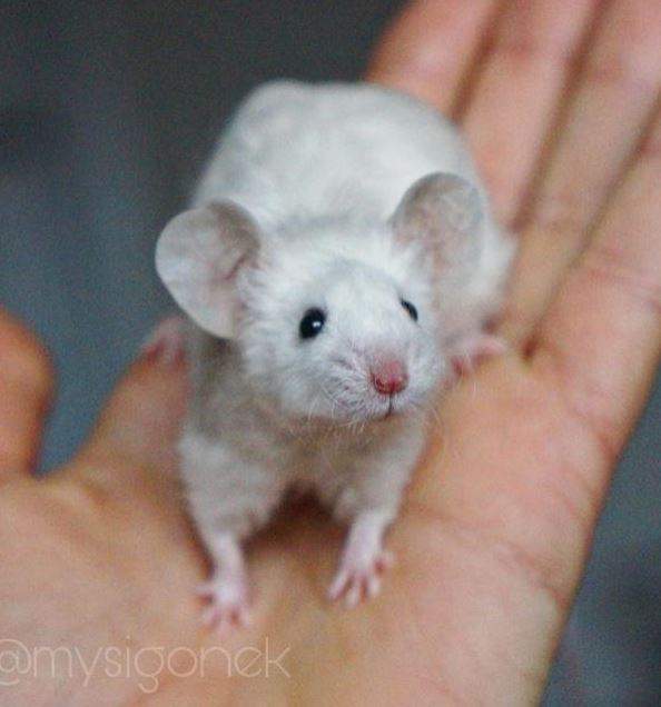 Fancy mouse Rehomed Mus musculus 