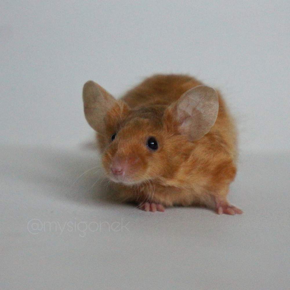 Fancy mouse Pet only Mus musculus 