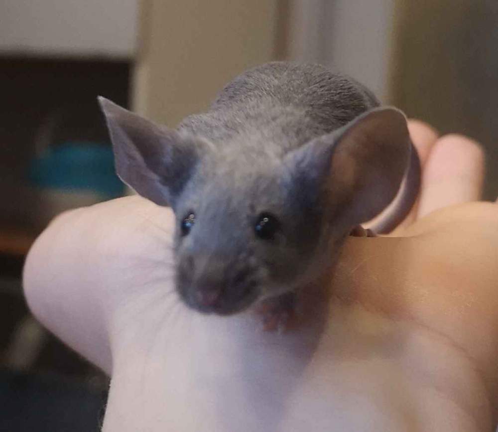 Fancy mouse Deceased Mus musculus 