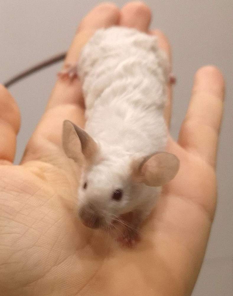 Fancy mouse Breeder Mus musculus 