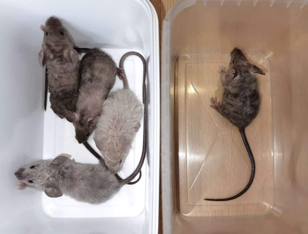 Fancy mouse Pet only Mus musculus 
