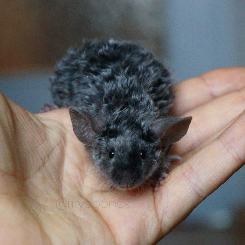 Fancy mouse Retired Mus musculus 