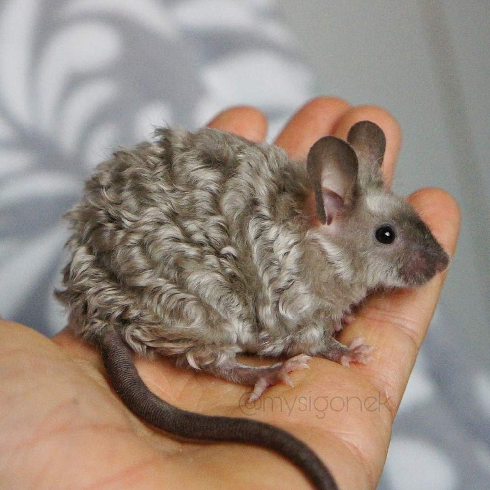 Fancy mouse Pet only Mus musculus 