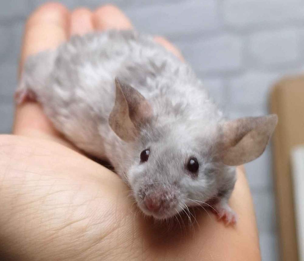 Fancy mouse Retired Mus musculus 