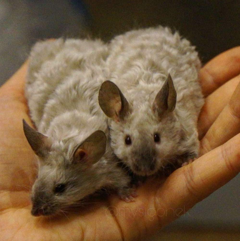 Fancy mouse Deceased Mus musculus 