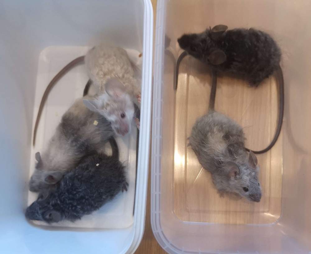 Fancy mouse Pet only Mus musculus 