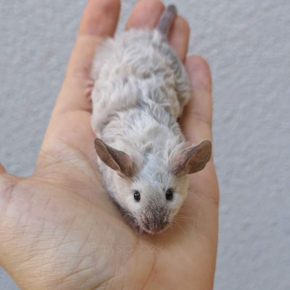 Fancy mouse Deceased Mus musculus 