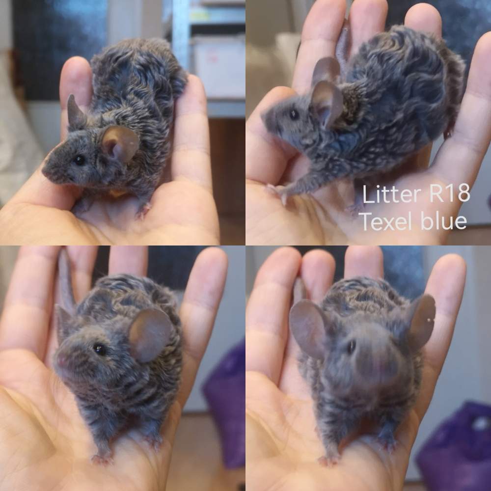 Fancy mouse Deceased Mus musculus 