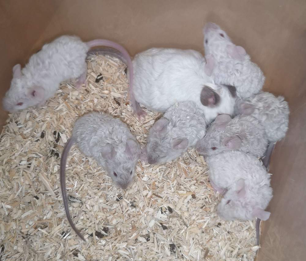 Fancy mouse Breeder Mus musculus 