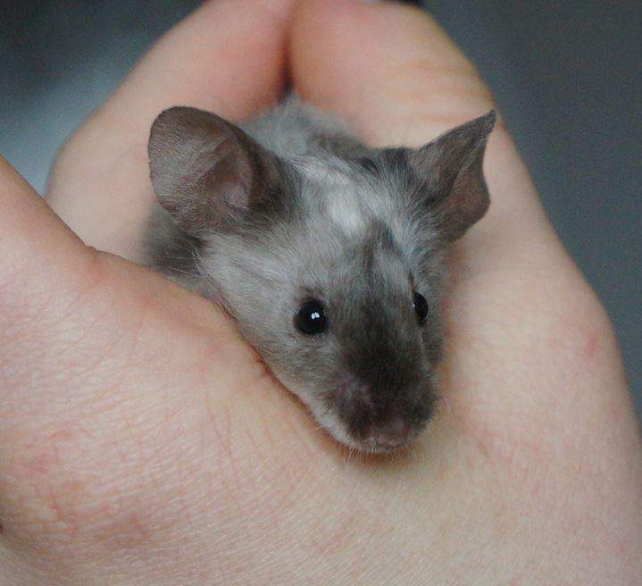 Fancy mouse Deceased Amfa #6849