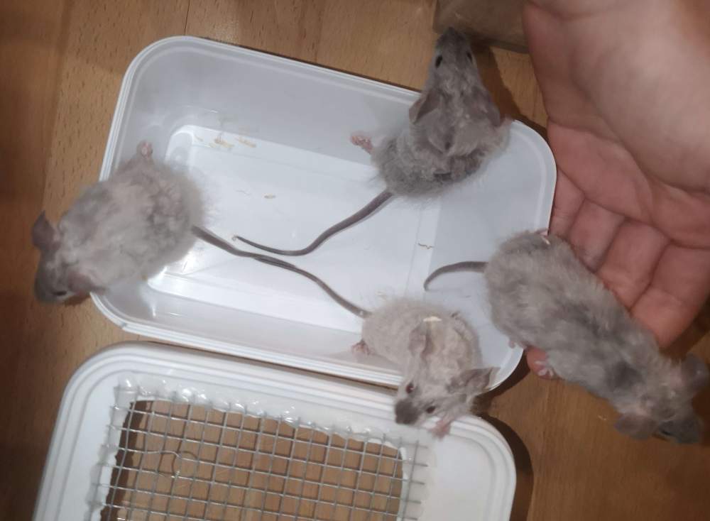 Fancy mouse Pet only Mus musculus 