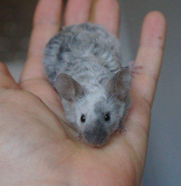 Fancy mouse Rehomed Mus musculus 