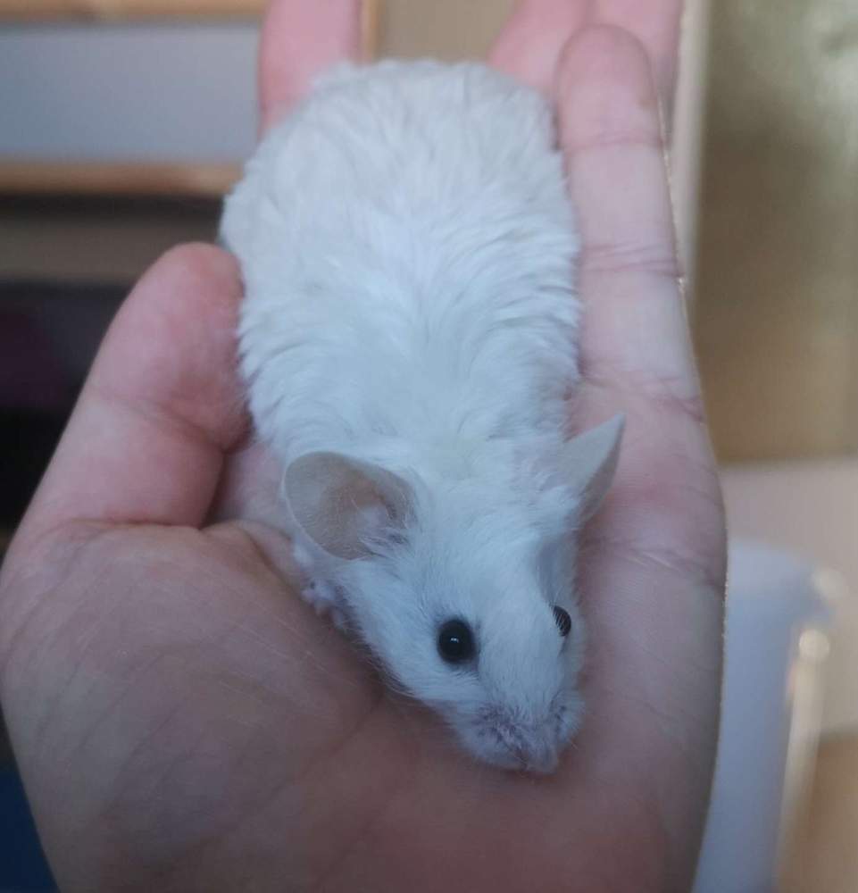 Fancy mouse Breeder Mus musculus 