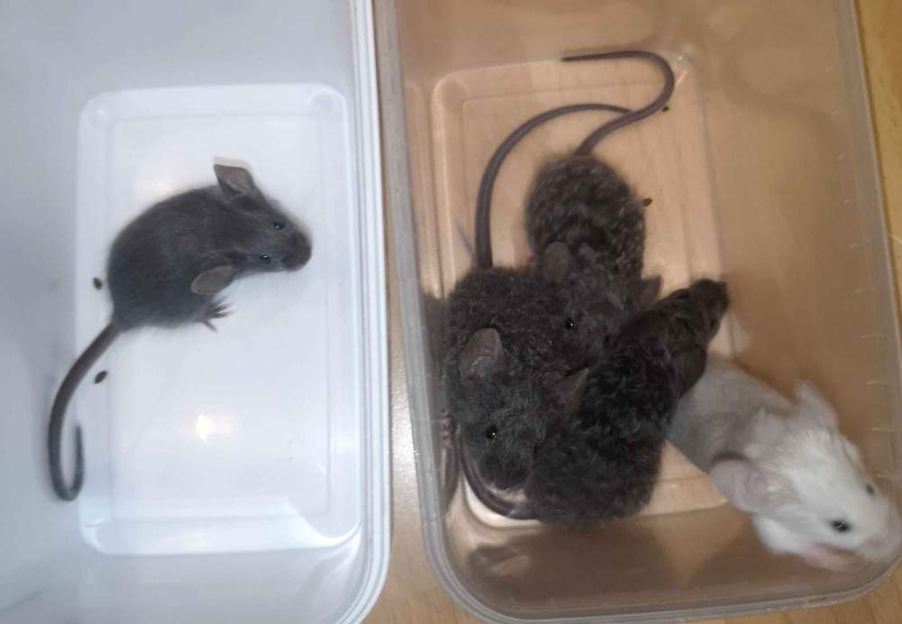 Fancy mouse Breeder Mus musculus 