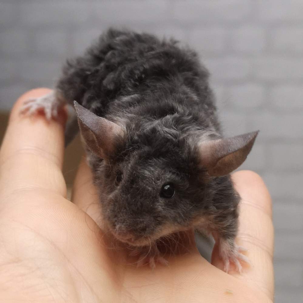 Fancy mouse Breeder Mus musculus 