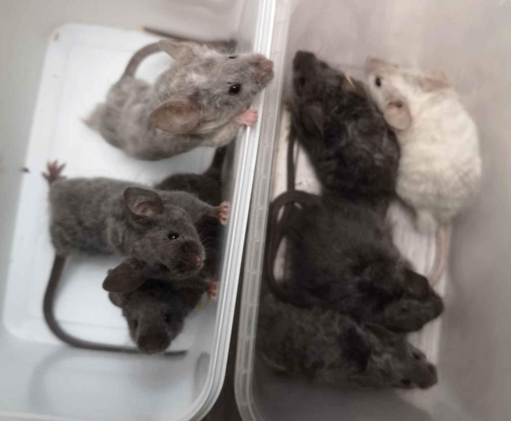 Fancy mouse Breeder Mus musculus 