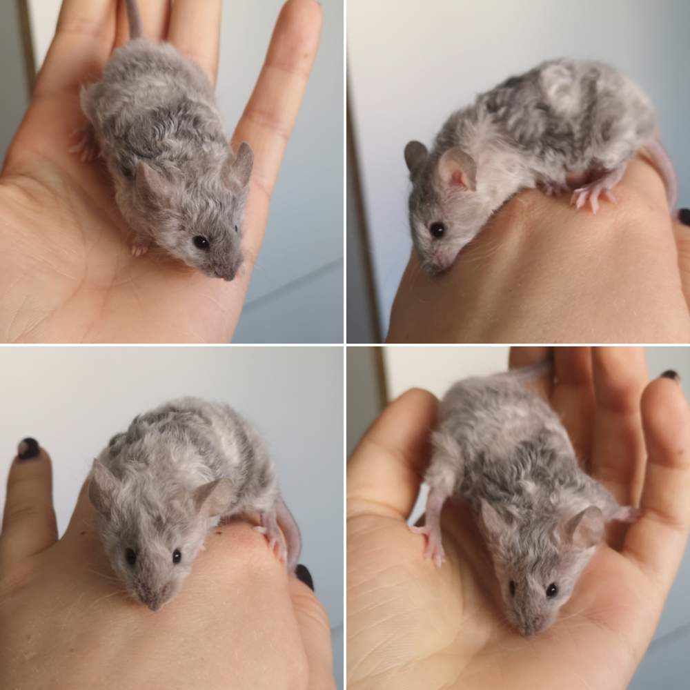 Fancy mouse Rehomed Mus musculus 