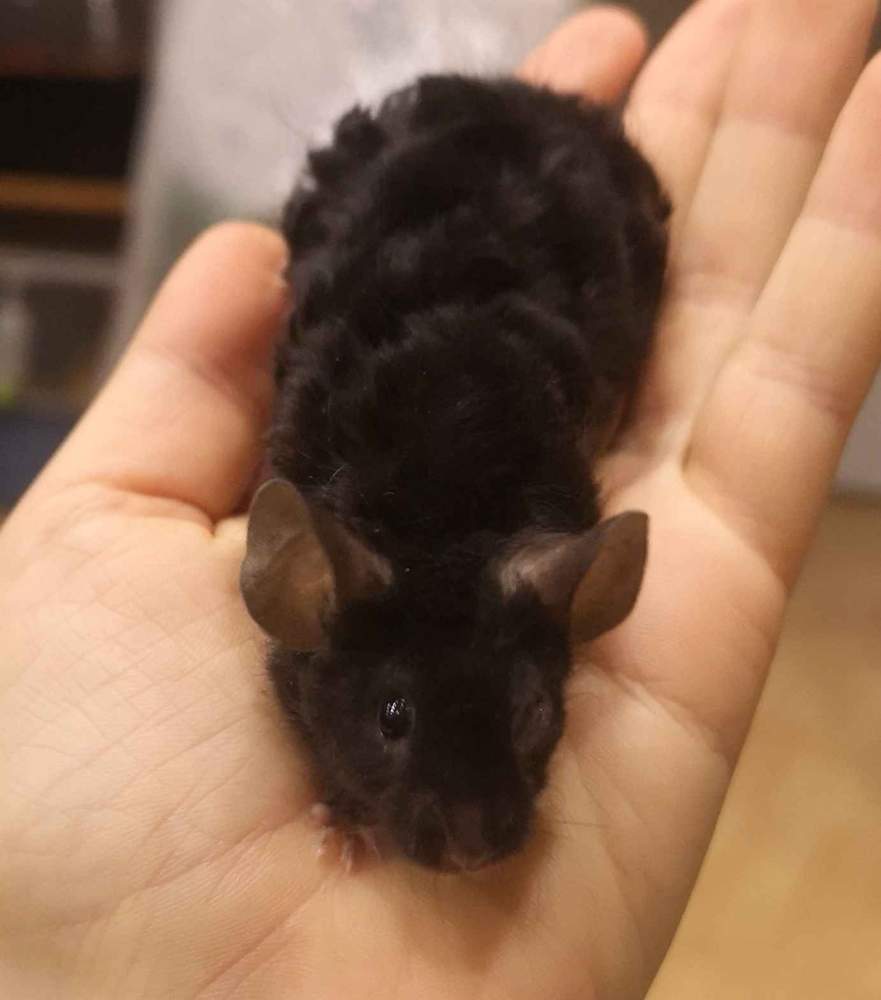 Fancy mouse Retired Mus musculus 