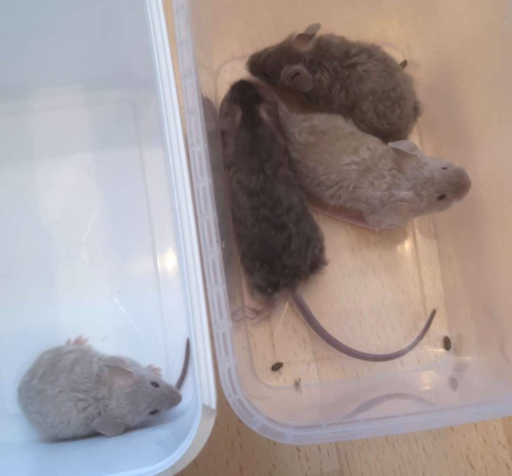 Fancy mouse Pet only Mus musculus 